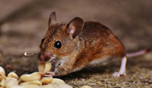 24 Hour & Emergency Exterminators in Rhame, ND